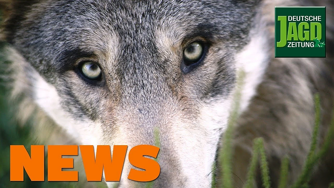 Toter Wolf, Zerstörter Hochsitz, Muffelwild Droht Totalabschuss U.w. - Djz-news 46/2019