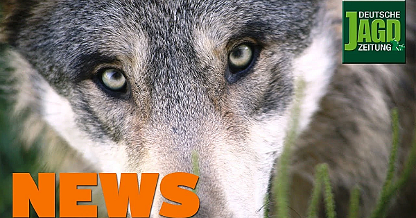 Toter Wolf, Zerstörter Hochsitz, Muffelwild Droht Totalabschuss U.w. - Djz-news 46/2019