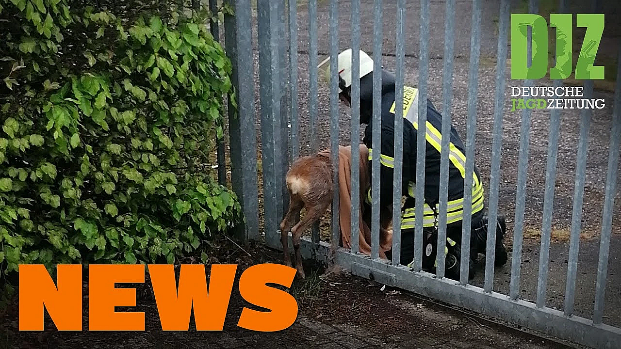 Reh Unterschätzt Körperumfang, Kohle Für Kühltechnik, Diebischer Rehbock U.w. - Djz-news 20/2021