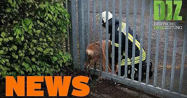 Reh Unterschätzt Körperumfang, Kohle Für Kühltechnik, Diebischer Rehbock U.w. - Djz-news 20/2021