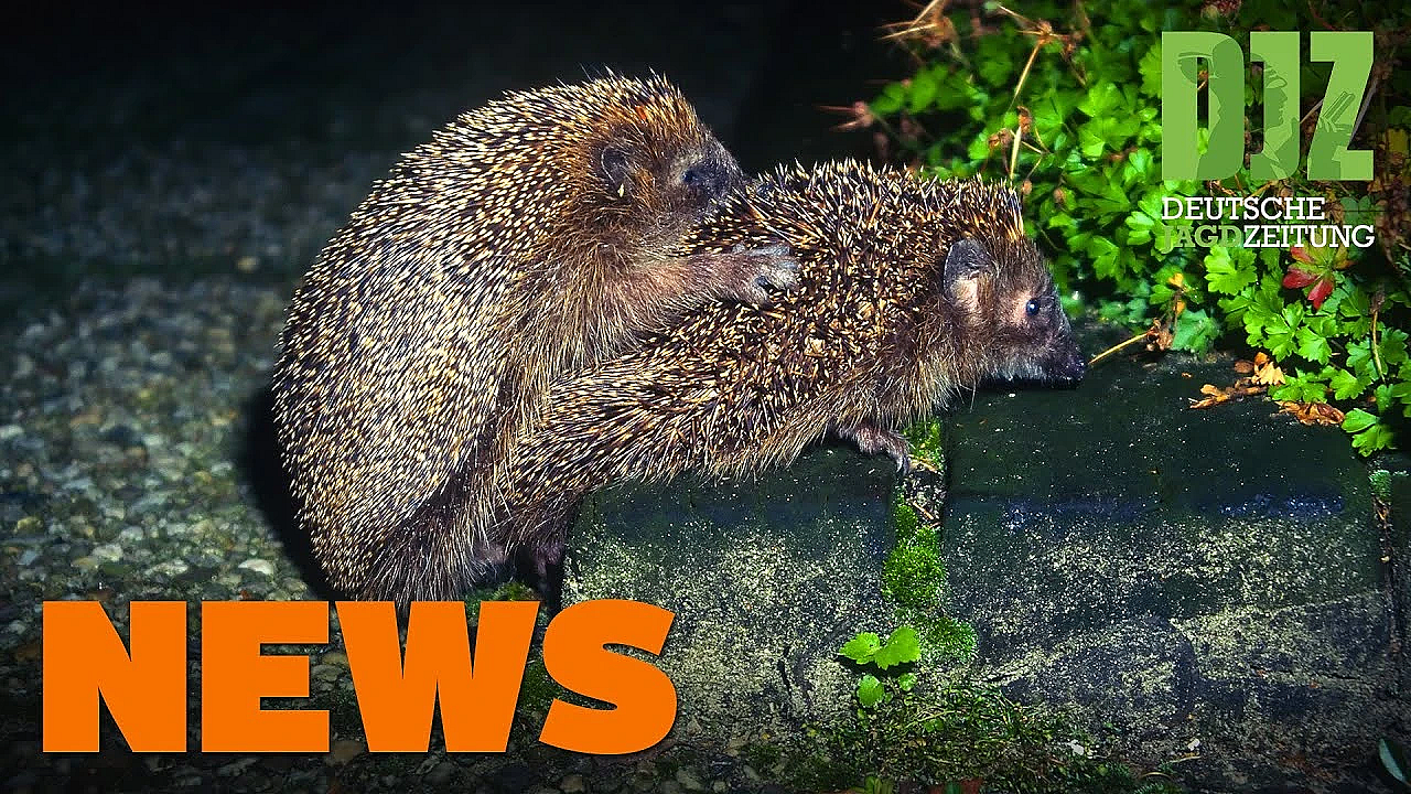 Jäger Helfen Flutopfern, Asp-fälle Bei Hausschweinen, Hütehund Beißt Zu U.w. - Djz-news 29/2021