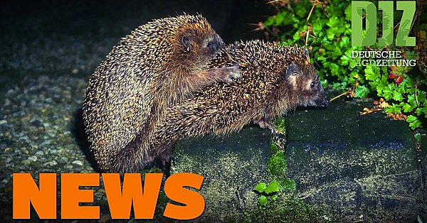 Jäger Helfen Flutopfern, Asp-fälle Bei Hausschweinen, Hütehund Beißt Zu U.w. - Djz-news 29/2021