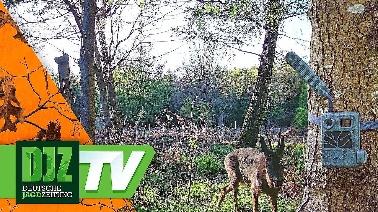 Kamera-Überwachung (wie Viele Böcke Hat Ihr Revier?)