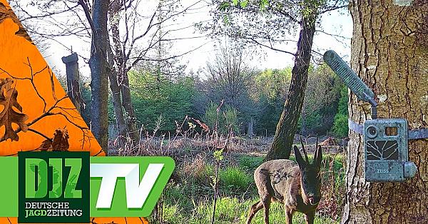 Kamera-Überwachung (wie Viele Böcke Hat Ihr Revier?)
