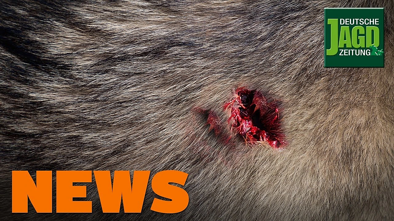 Wolfs-angriff Auf Jagdhunde, Jäger Bedroht, Birkwild U.w. - Djz-news 45/2019
