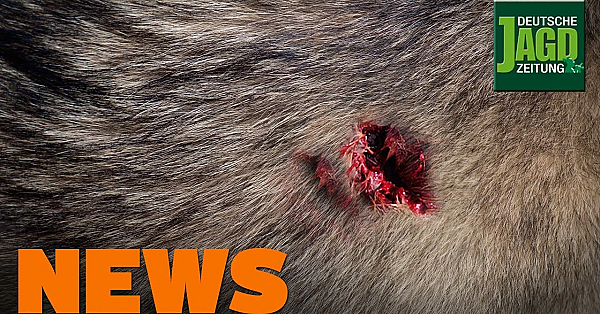 Wolfs-angriff Auf Jagdhunde, Jäger Bedroht, Birkwild U.w. - Djz-news 45/2019