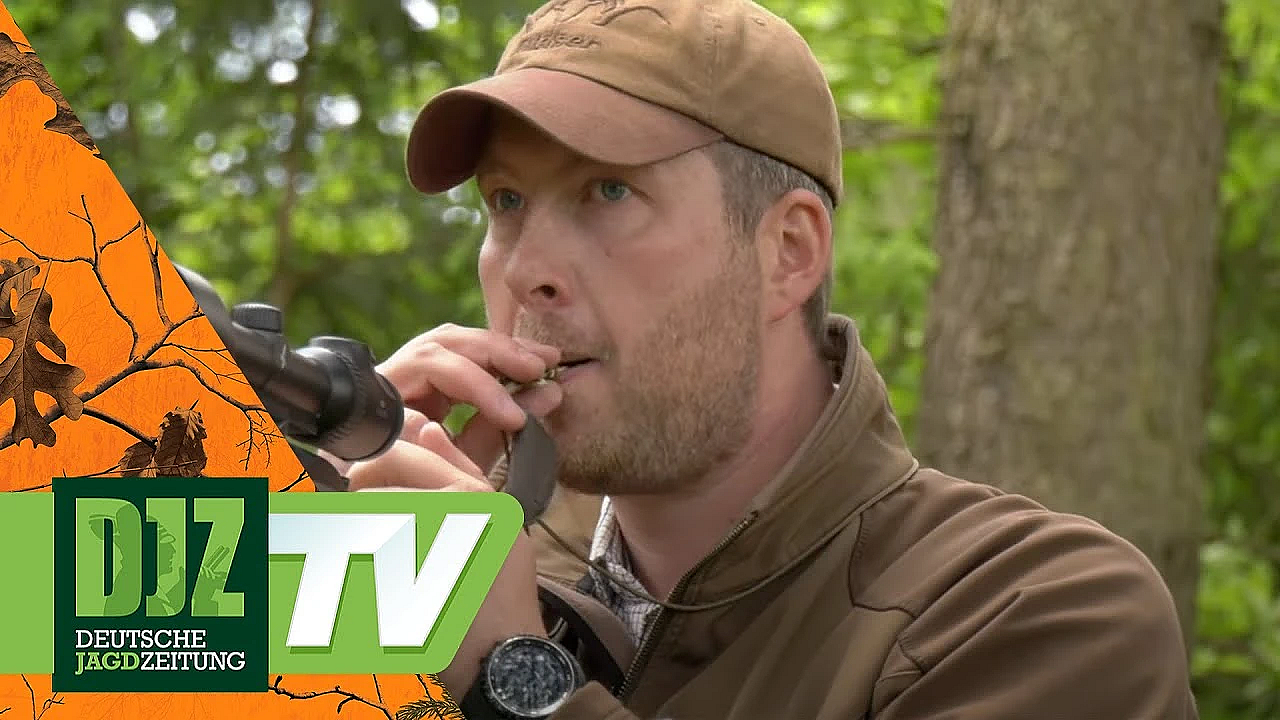 Pareygo Classics: Blattjagd-tipps Vom Profi