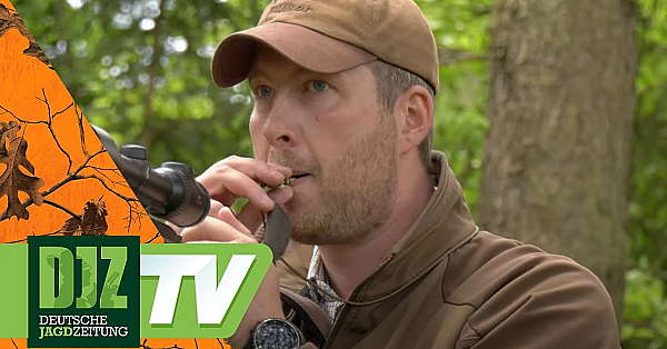 Pareygo Classics: Blattjagd-tipps Vom Profi