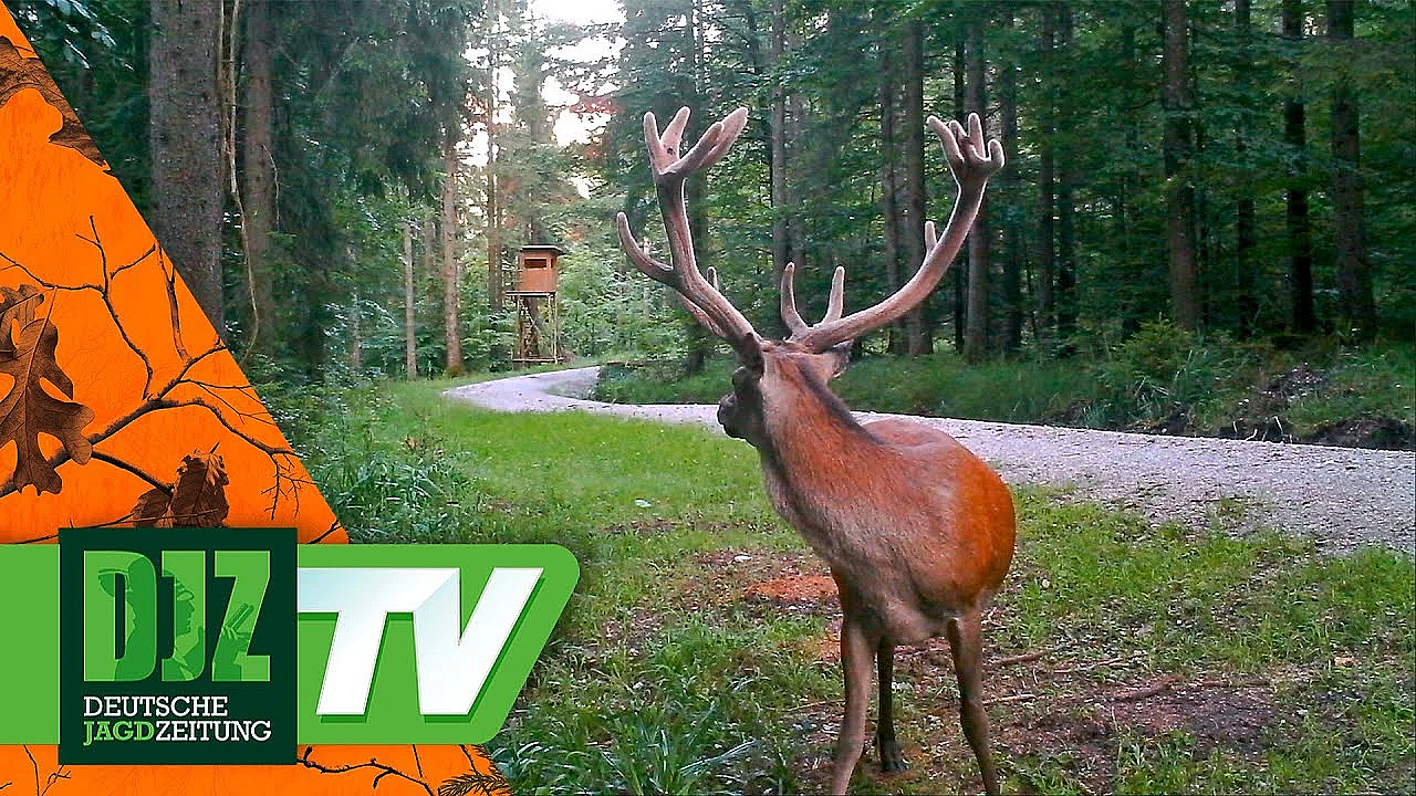 Pareygo Classics: Der Feisthirsch Vom Kochelsee