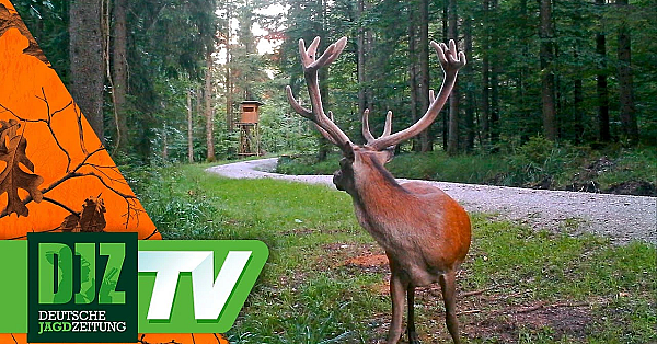 Pareygo Classics: Der Feisthirsch Vom Kochelsee