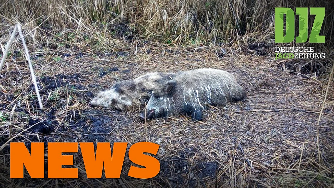 Antilope Stoppt Bahnverkehr, Asp Außer Kontrolle, Jagdunfall Auf Parkplatz U.w. - Djz-news 11/2021