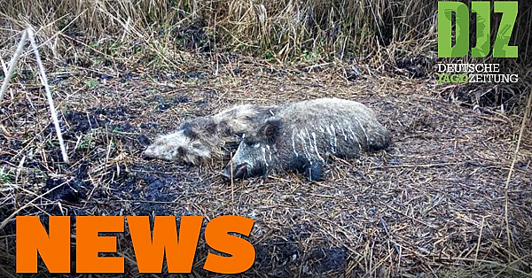 Antilope Stoppt Bahnverkehr, Asp Außer Kontrolle, Jagdunfall Auf Parkplatz U.w. - Djz-news 11/2021