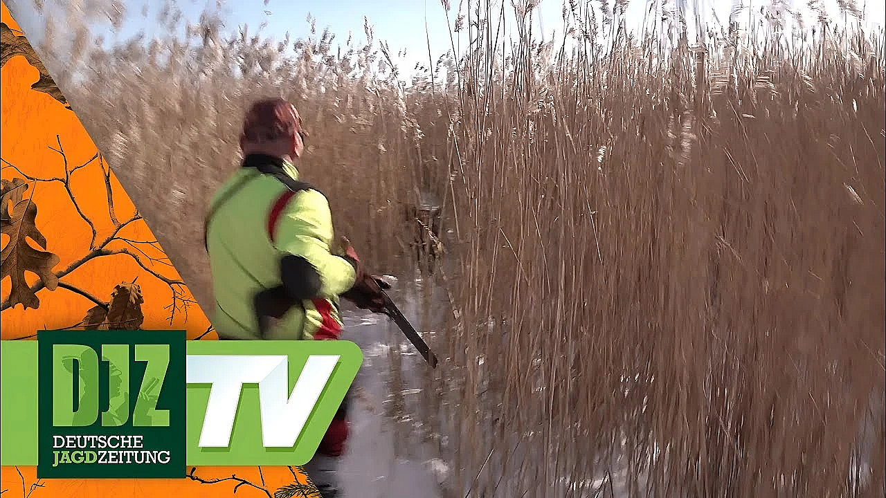 Im Schilf Auf Sauen - Pareygo Classics