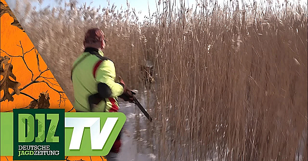 Im Schilf Auf Sauen - Pareygo Classics