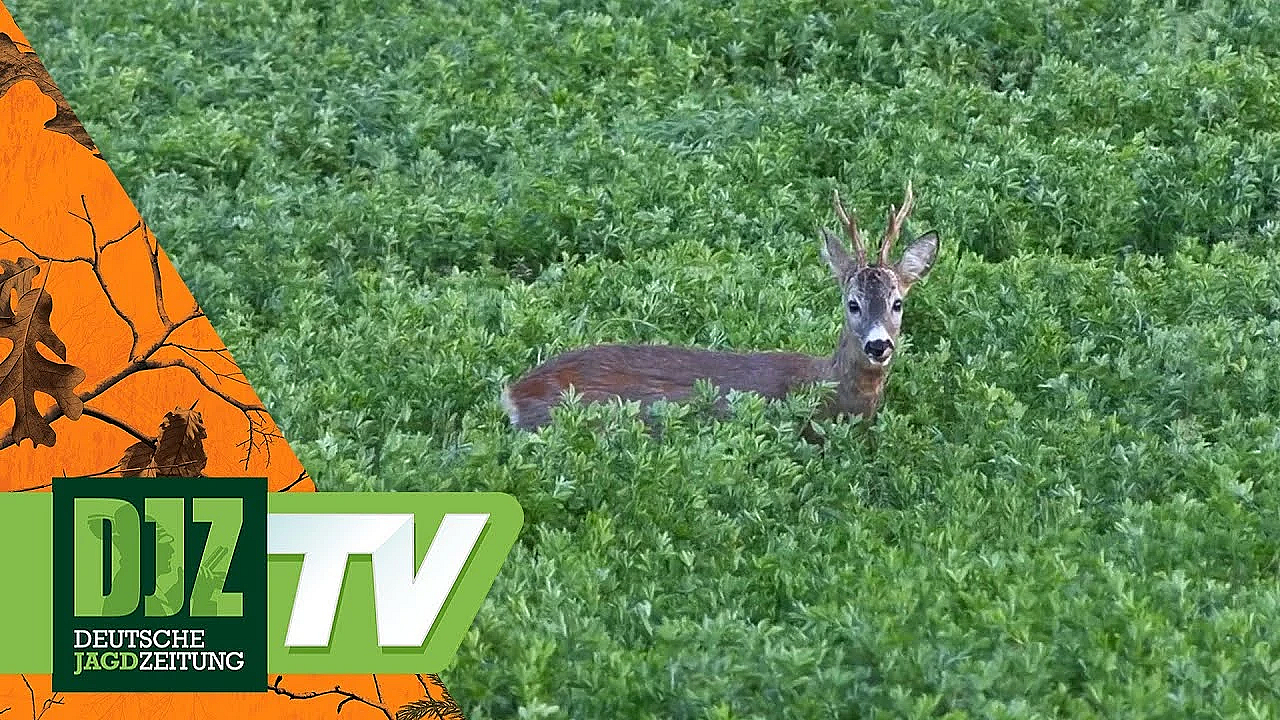 Jagen Am Vatertag - Djz Tv