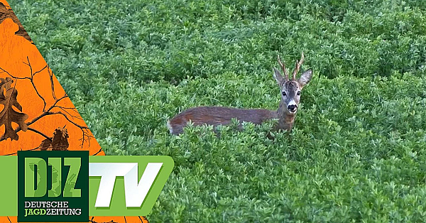 Jagen Am Vatertag - Djz Tv
