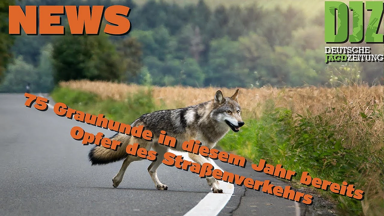 Djz News 17 07 2024 2024