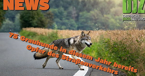 Djz News 17 07 2024 2024