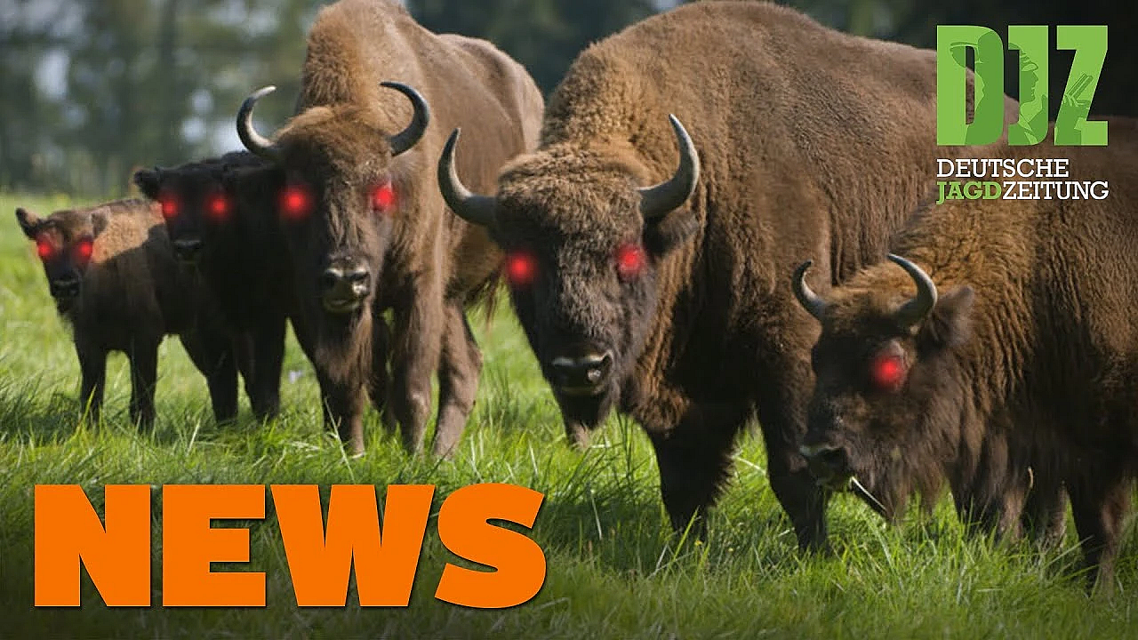 Bleifrei In 3 Jahren, Rekordstrecke, Wisente Töten Hund U.w. - Djz-news 29/2020