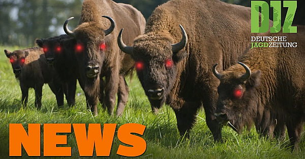 Bleifrei In 3 Jahren, Rekordstrecke, Wisente Töten Hund U.w. - Djz-news 29/2020
