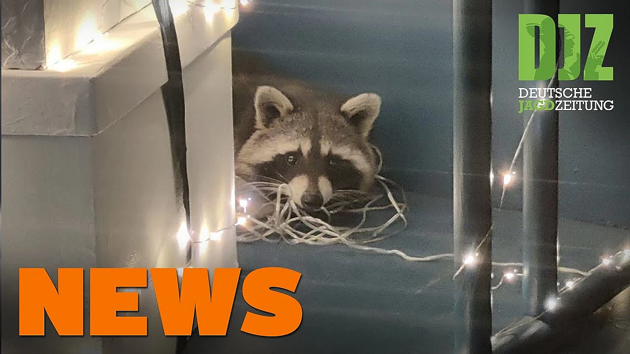 Ausgangssperren Für Jäger, Jagdhunde Im Seucheneinsatz, Asp-update U.w. - Djz-news 50/2020