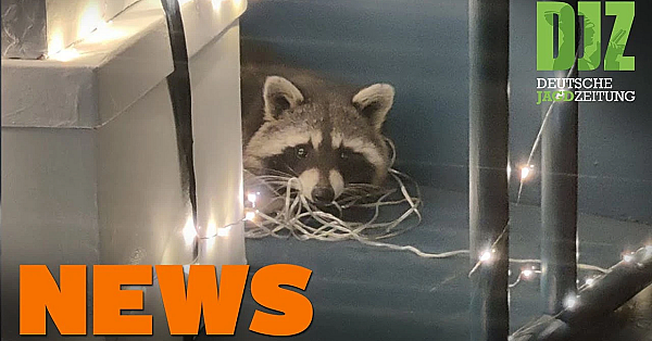 Ausgangssperren Für Jäger, Jagdhunde Im Seucheneinsatz, Asp-update U.w. - Djz-news 50/2020