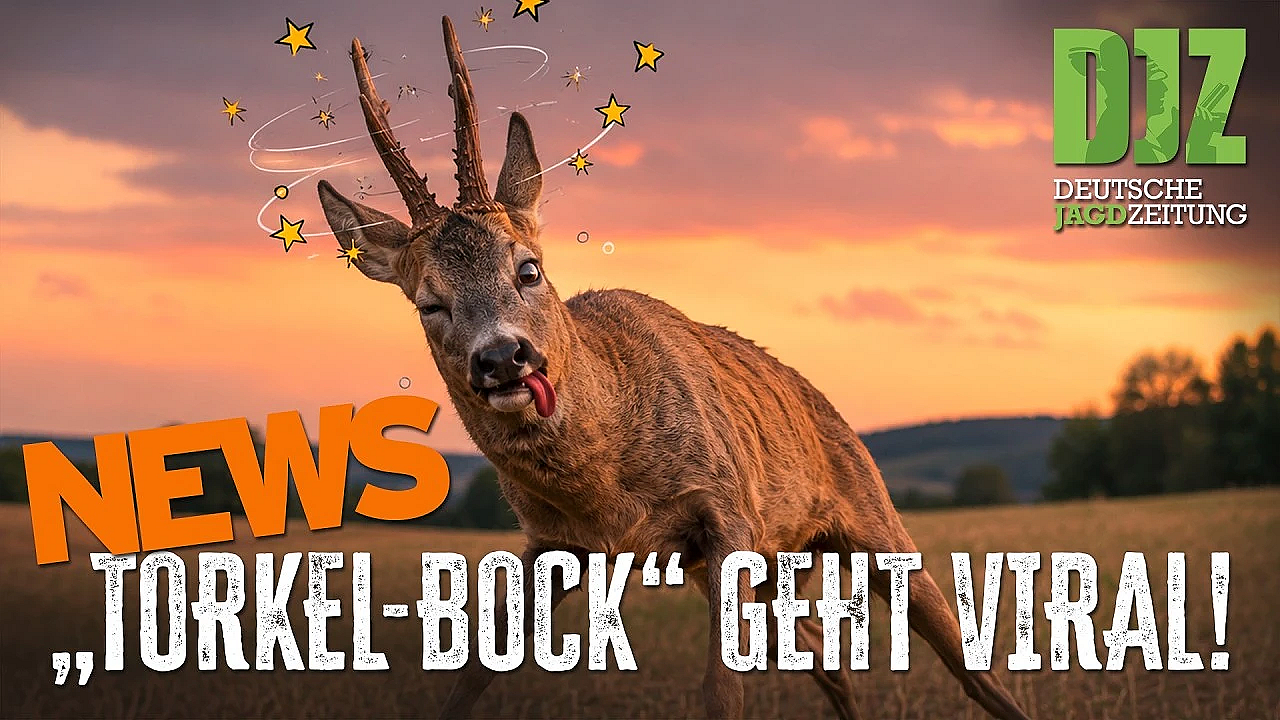 DJZ-News: Suff-Reh, Tiger-Alarm und Luchs-Wanderung sorgen für Schlagzeilen 🦌🐅🐾