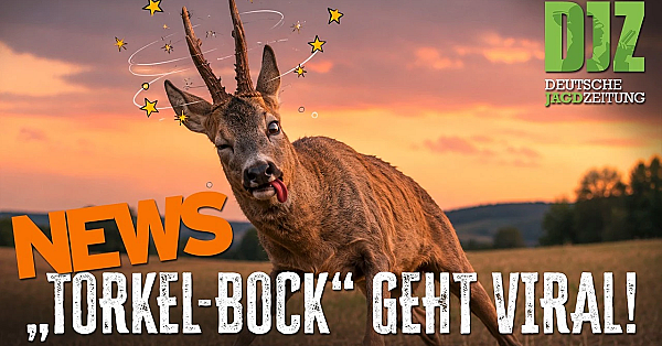 DJZ-News: Suff-Reh, Tiger-Alarm und Luchs-Wanderung sorgen für Schlagzeilen 🦌🐅🐾