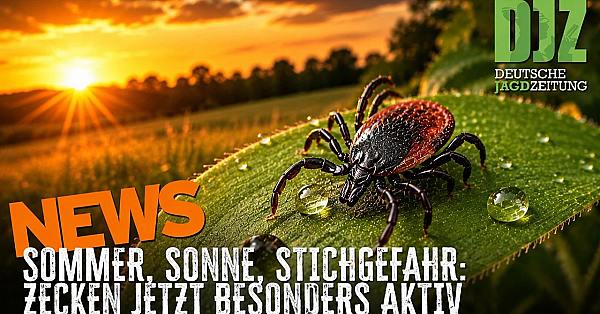 DJZ-News: Geladene Büchse im Auto, Zecken-Alarm und ASP rückt näher 🦌⚠️🐗