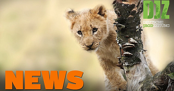 Nachtzieltechnik, Löwenbaby Auf A 5, Bleischrotverbot U.w. - Djz-news 37/2020