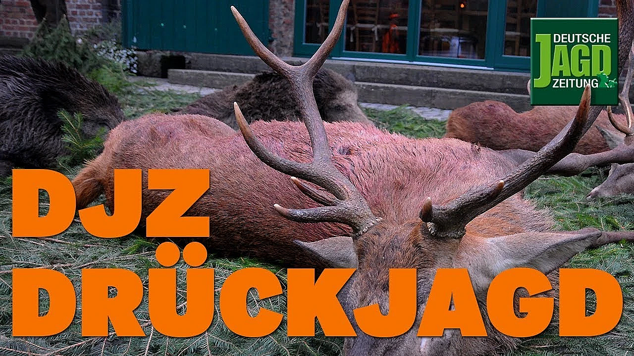 1. Testjagd Im Neuen Djz Testrevier