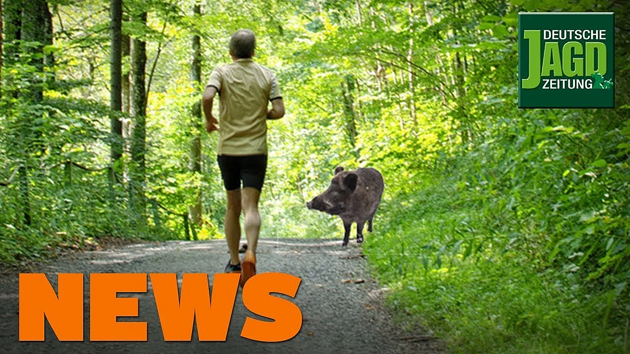 Asp-ausbruch, Jogger, Jäger überrascht Einbrecher U.w. - Djz-news 40/2019
