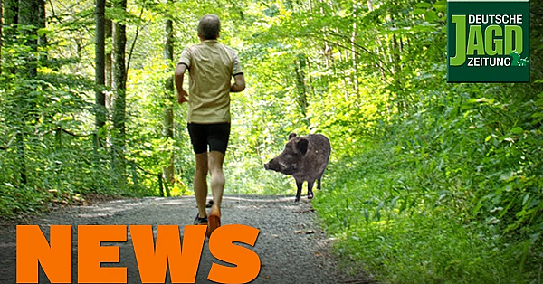 Asp-ausbruch, Jogger, Jäger überrascht Einbrecher U.w. - Djz-news 40/2019