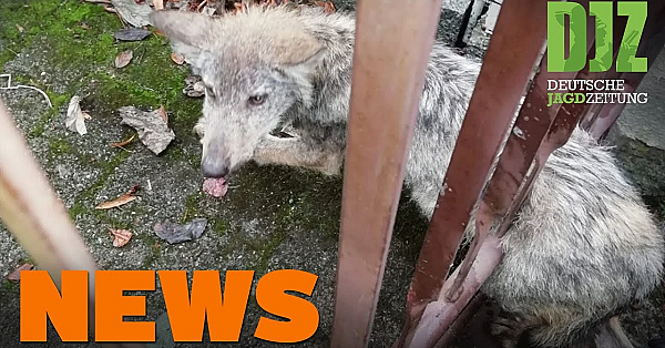 Wolfswelpe Im Zaun, Rehkitzrettung, Spende Für Flutopfer Abgelehnt - Djz News 38/2021