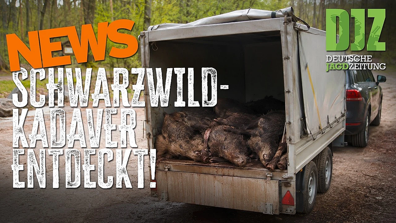 DJZ News – Mittwochsausgabe 🦌