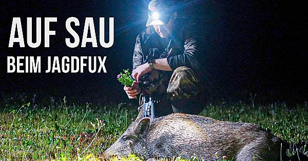 Auf Sau beim Jagdfux