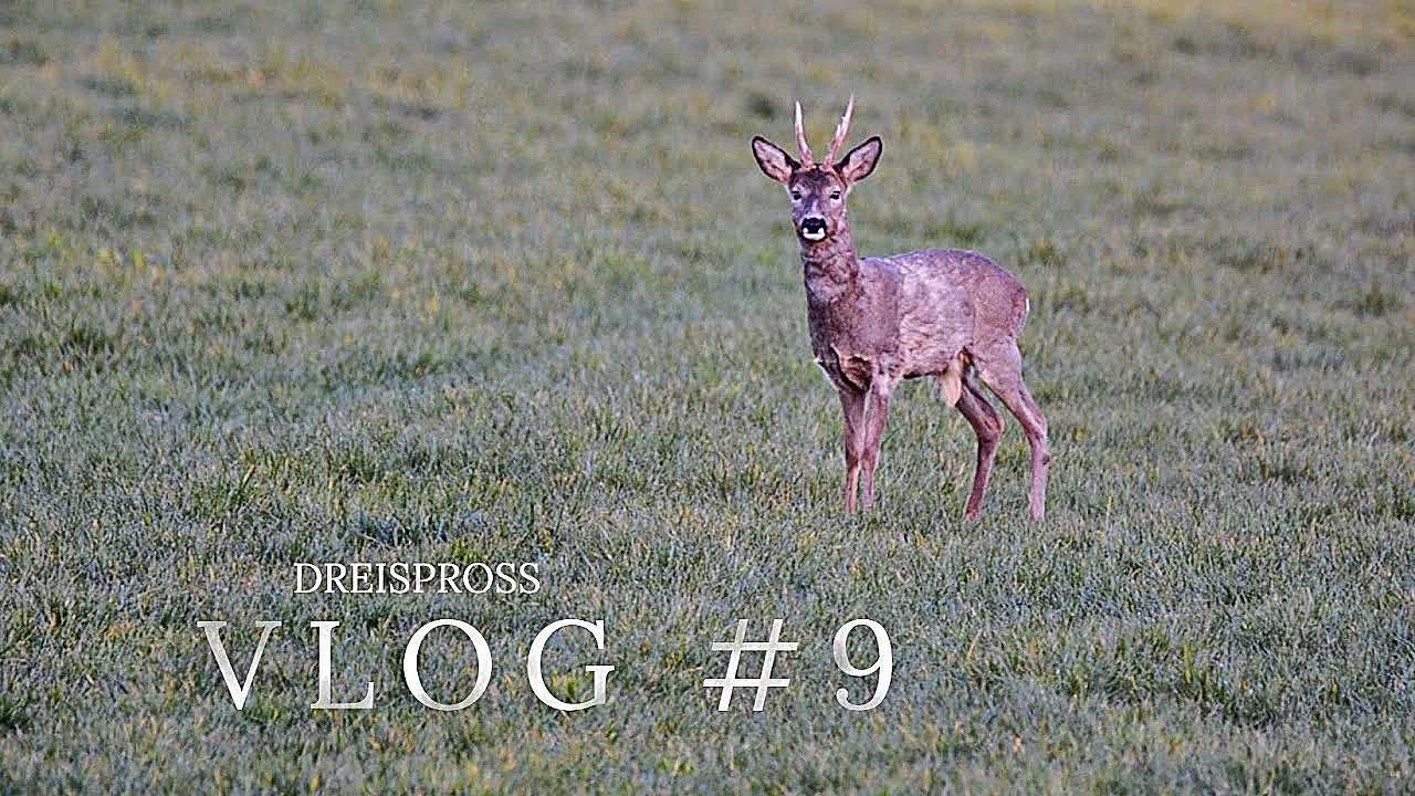 Jagd Dreispross Vlog #9