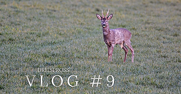 Jagd Dreispross Vlog #9