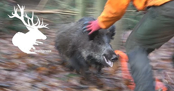 Best Of Drückjagd - Vom Schuss Bis Zur Nachsuche - Hod Free Episode