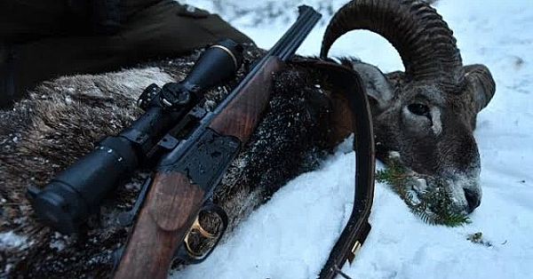 Mufflonjagd - Jagd Auf Widder In Thüringen