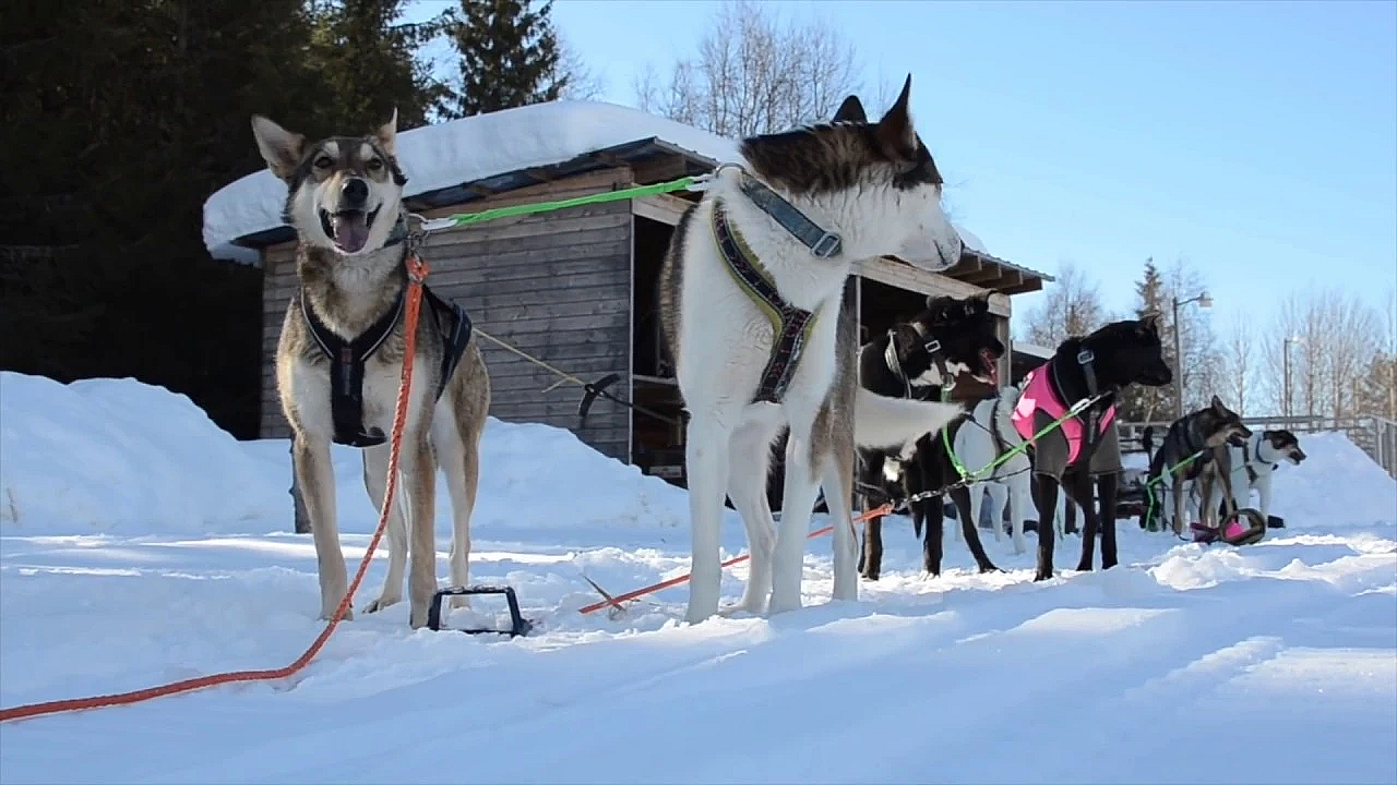 Schnee, Jagd Und Abenteuer In Schweden