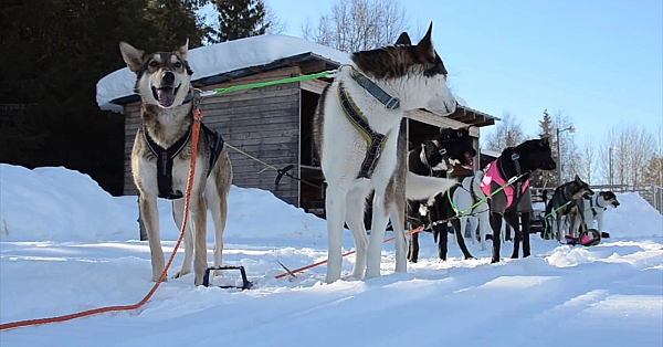 Schnee, Jagd Und Abenteuer In Schweden