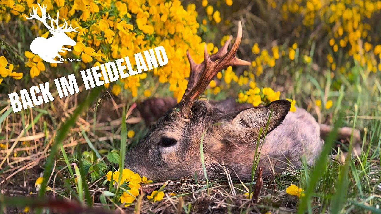 Back Im Heideland Trailer