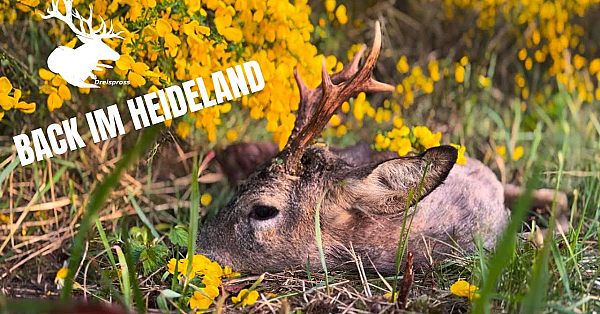 Back Im Heideland Trailer