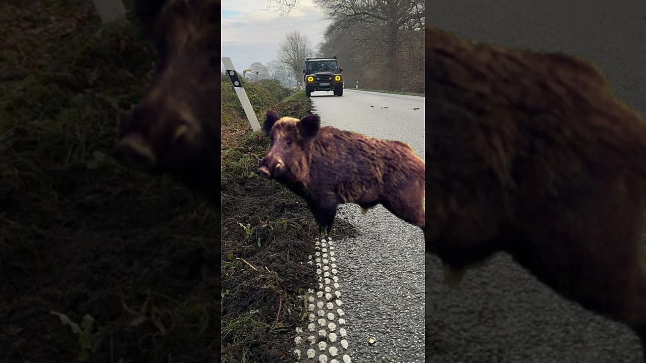 Vorsicht Wildtiere: Salz Winterliche Strassen