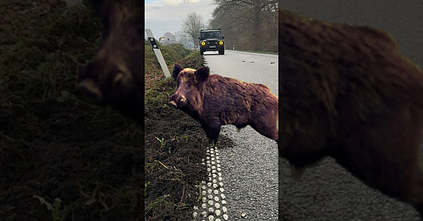 Vorsicht Wildtiere: Salz Winterliche Strassen