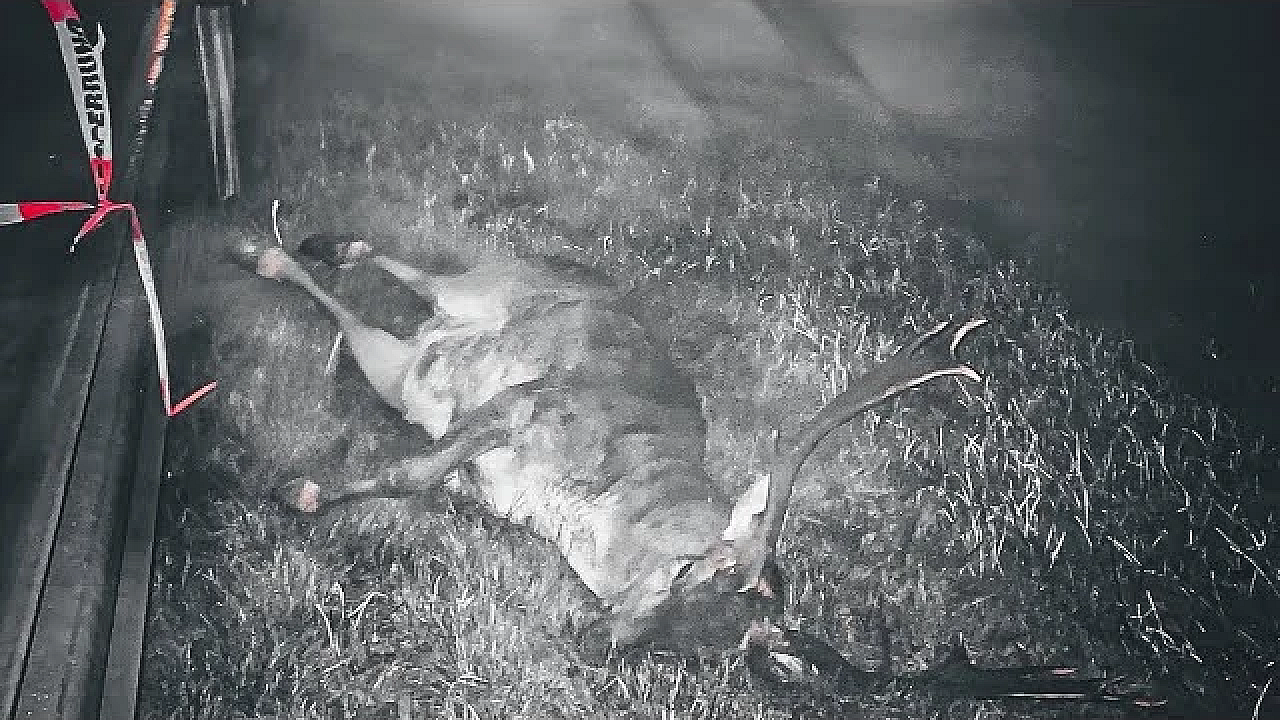 Wenn Umweltschutz Den Tod Bringt