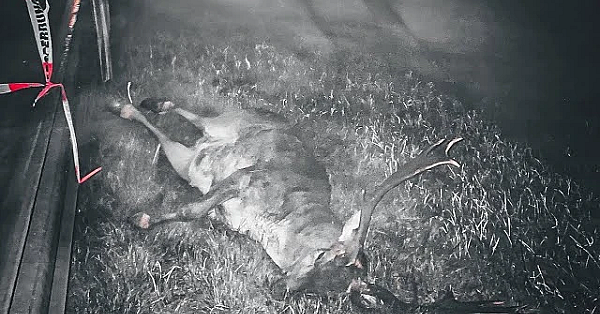 Wenn Umweltschutz Den Tod Bringt