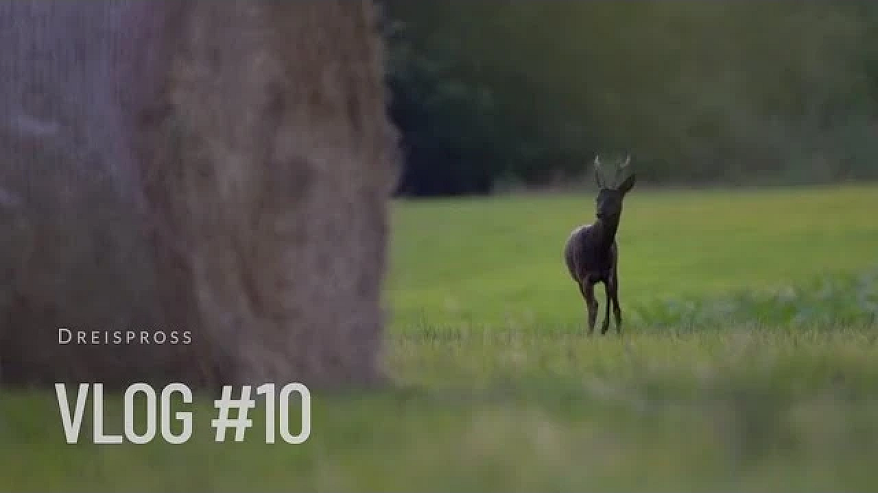 Jagd Dreispross Vlog #10
