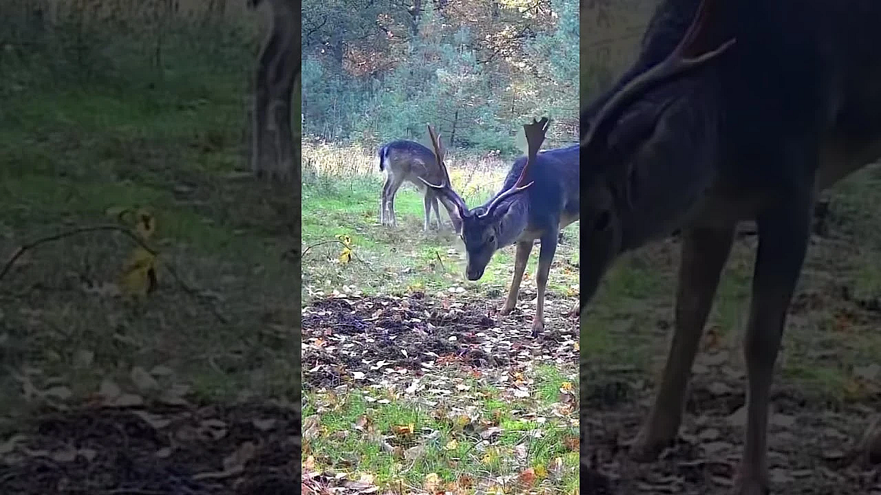 Im Oktober Ist Das Ein Häufiges Motiv Im Revier. Das Damwild Hat Jetzt Paarungszeit.